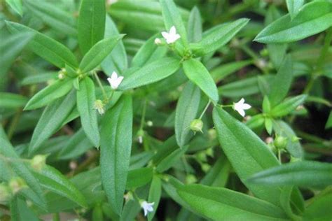 半枝蓮禁忌|白花蛇舌草半枝蓮：功效、營養價值、禁忌、正確食用。